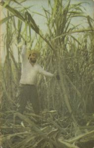 Rebel socialist leader Fidel (Castro) showing workers in the cane field that he can carry his own weight in the cutting of cane.